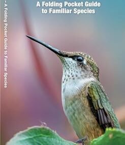 Hummingbirds Nature Guide