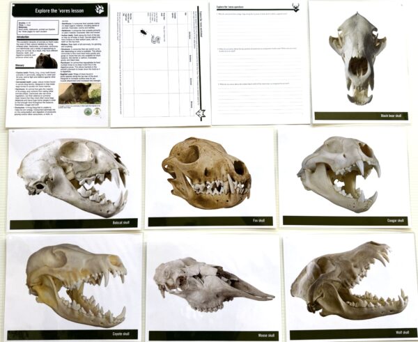 Claws, Paws, & Jaws: Predator Learning Kit - Image 6