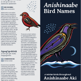 Anishinaabe Winter Bird Names Nature Guide (pre-orders)